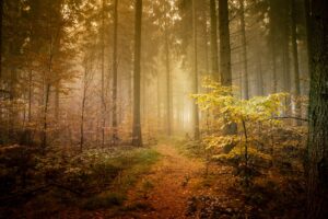 Herbst