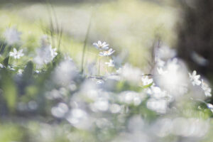 Frühling