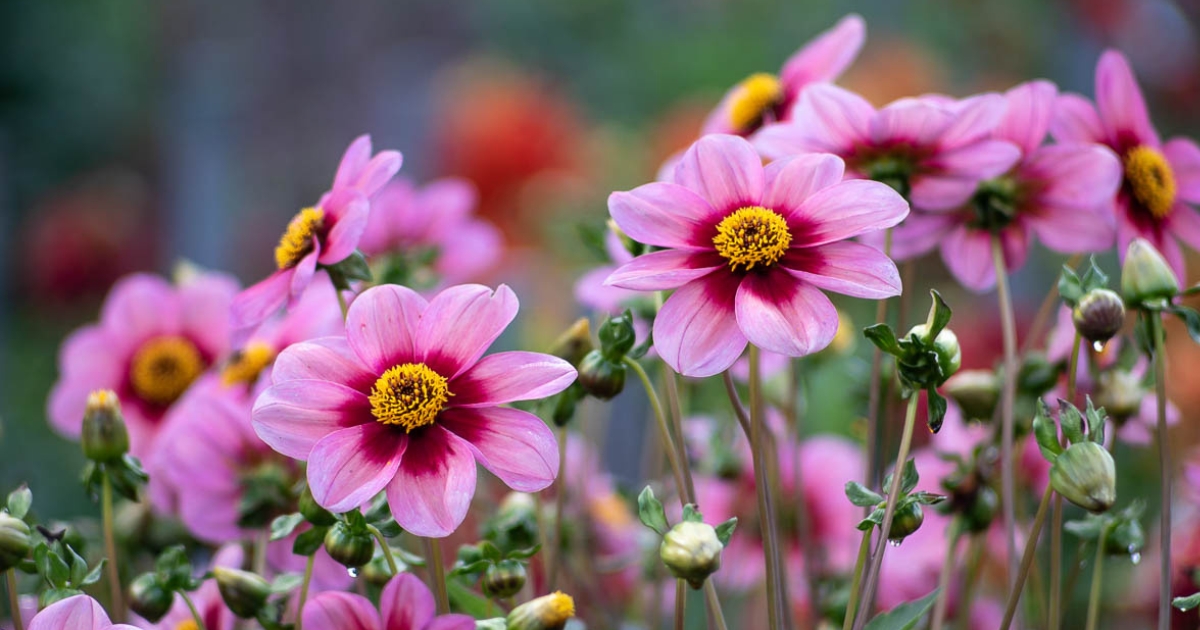 Dahliengarten in Hamburg